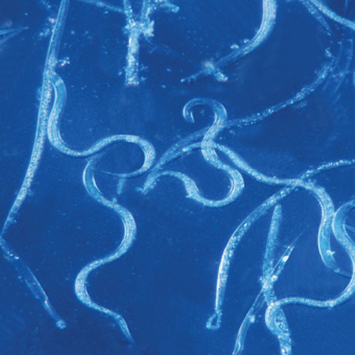 Load image into Gallery viewer, SF Nematodes, 5 million
