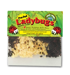 Ladybugs 300 Ct Mesh Bag