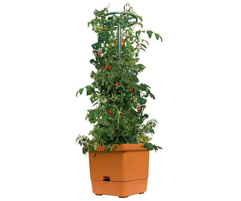 Load image into Gallery viewer, Tomato Tree w/ 3&#39; Tower
