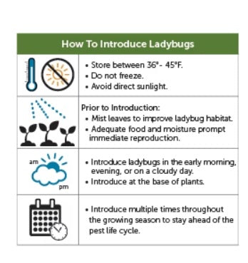 Ladybugs, 1,500 Pre-fed Adults