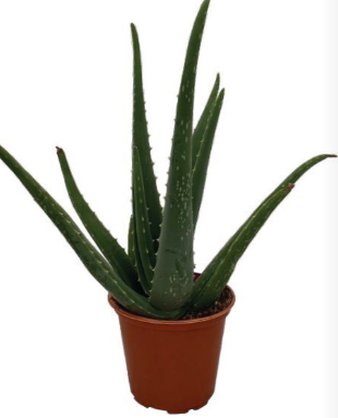 4.5" Aloe Plant