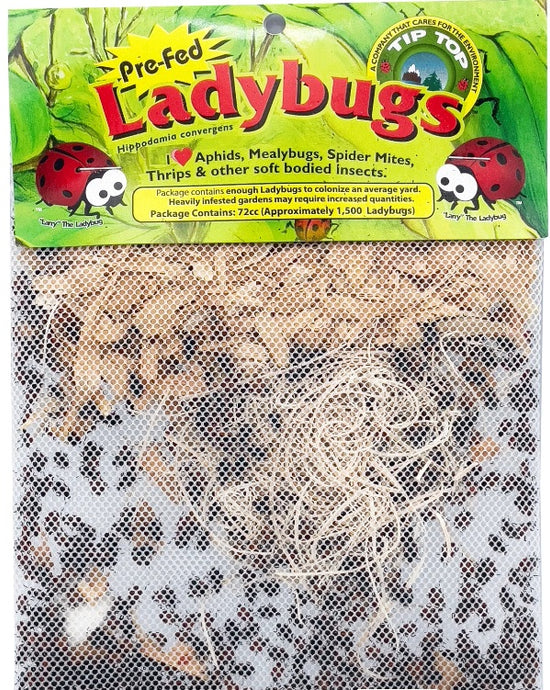 Ladybugs, 1,500 Pre-fed Adults