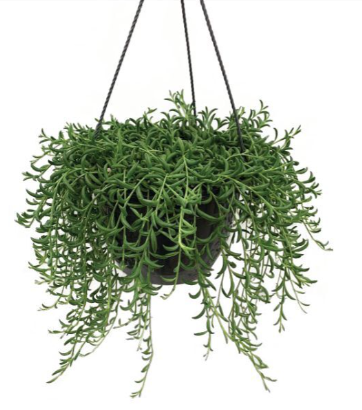 8" Succulent Hanging Basket