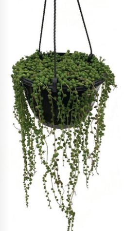 8" Succulent Hanging Basket