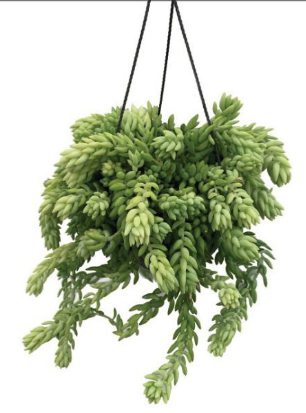 Load image into Gallery viewer, 8&quot; Succulent Hanging Basket
